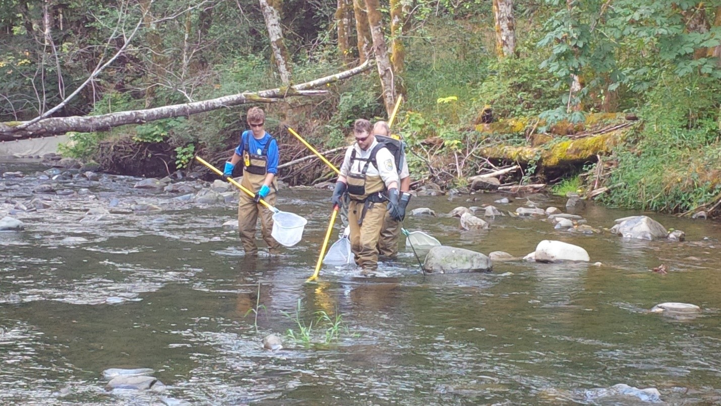 Differences between Pacific Salmon and Steelhead reeared in a hatchery